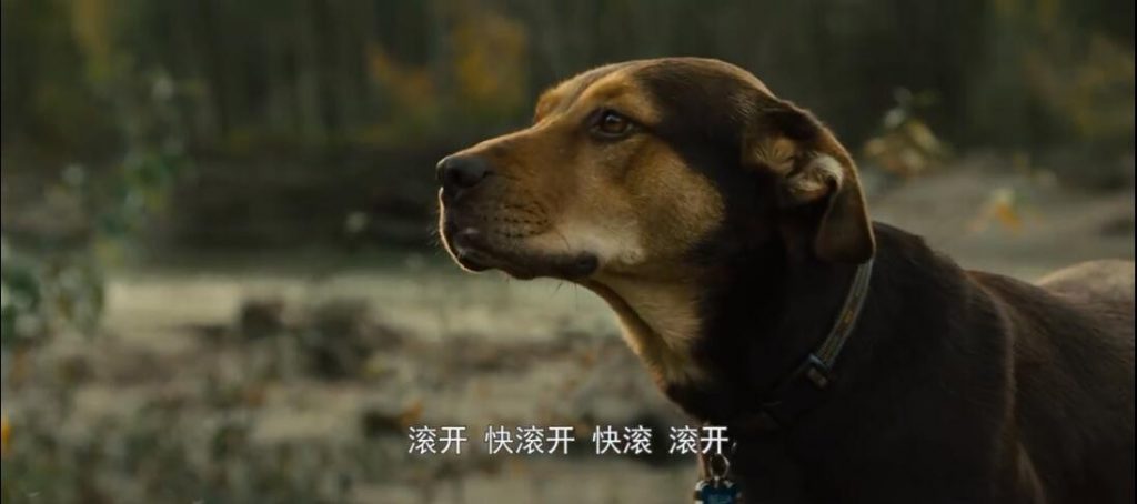 喜剧《一条狗的回家路》[720P][欧美最新狗狗冒险喜剧]