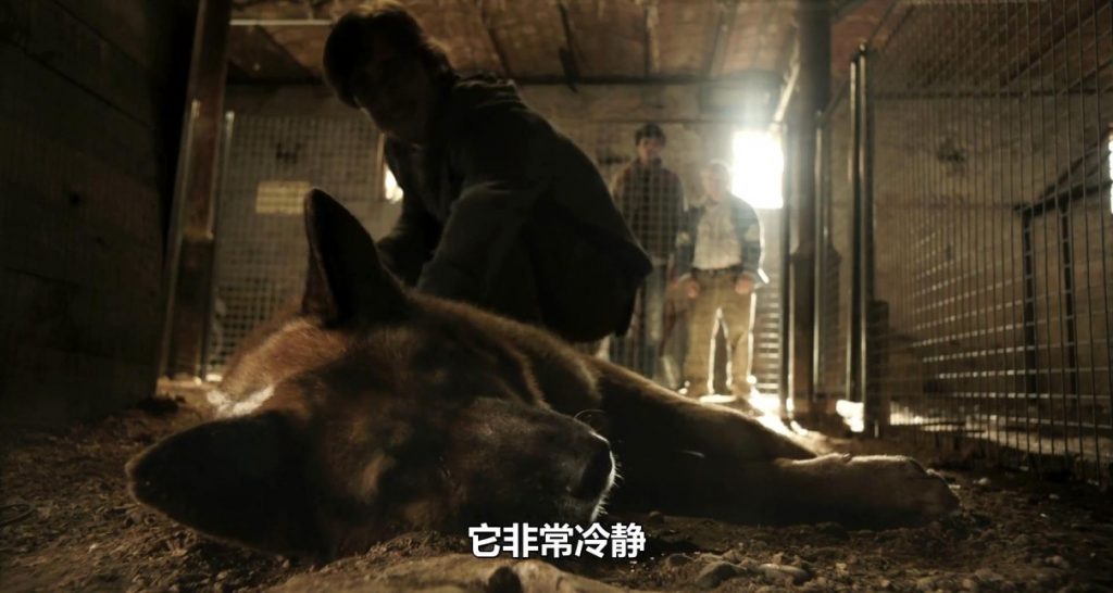 惊悚《狂犬营地》[720P][狂犬病毒爆发！超级好看]