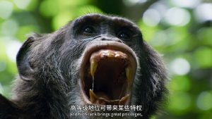豆瓣9.4分纪录片《求偶游戏1+2+3集》[4K][BBC年度力作 豆瓣9.4高分 动物界的非诚勿扰 大卫·爱登堡与孟非配音