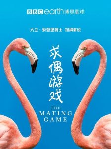 豆瓣9.4分纪录片《求偶游戏1+2+3集》[4K][BBC年度力作 豆瓣9.4高分 动物界的非诚勿扰 大卫·爱登堡与孟非配音
