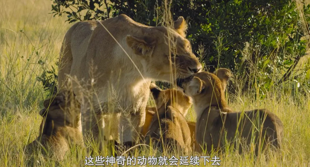 纪录片《动物本色 Animal 第二季》[全04集][英语中字][MKV][720P/1080P][NETFLIX]