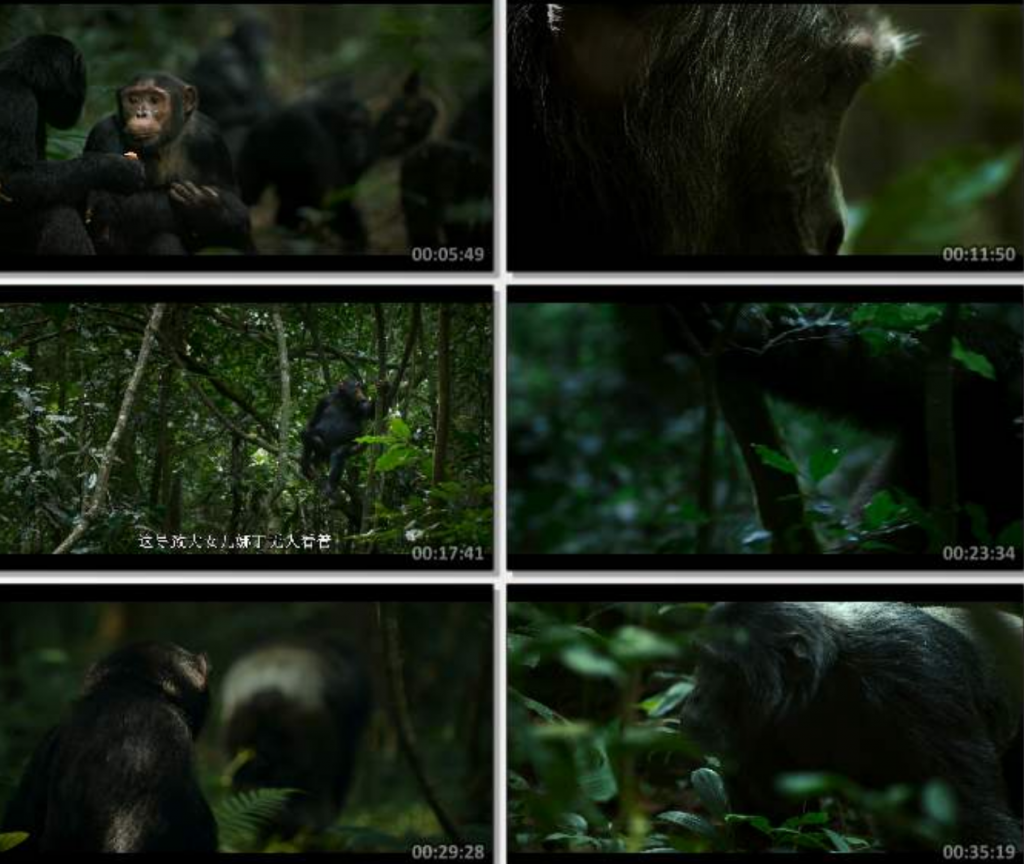 2023纪录片《黑猩猩帝国》1080p.HD中字