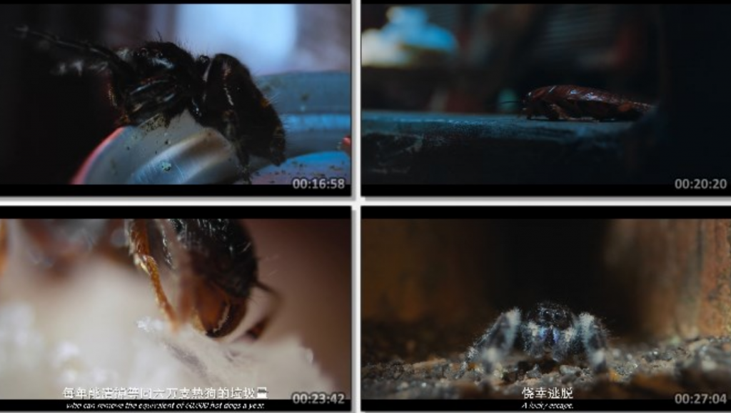 2024纪录片《虫虫历险记2》1080p.HD中字
