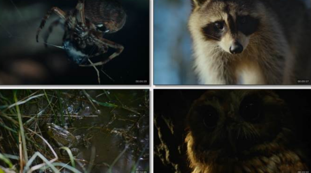 2025纪录片《大自然恐怖故事》1080p.HD中英双字