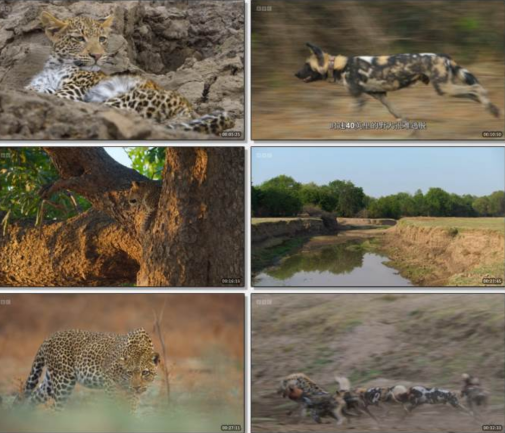 2025纪录片《动物王国》1080p.HD中字